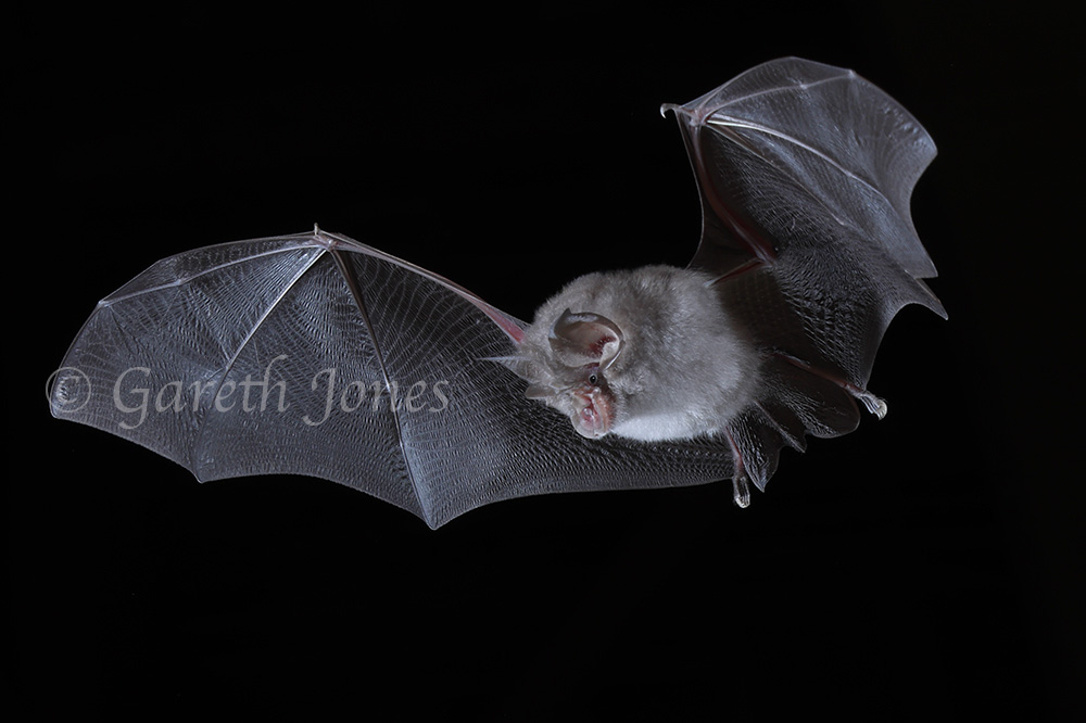Lesser horseshoe bat